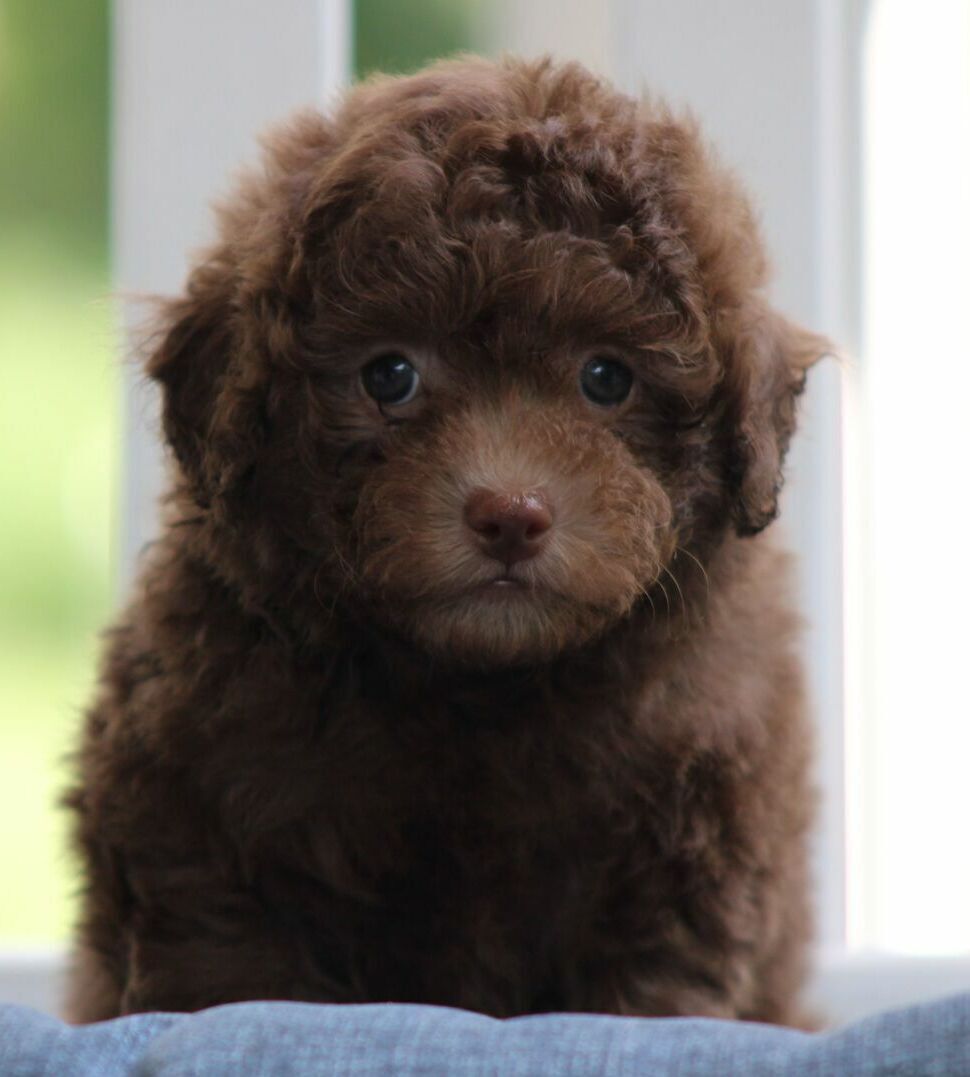 Cavalier King Charles Spaniel
