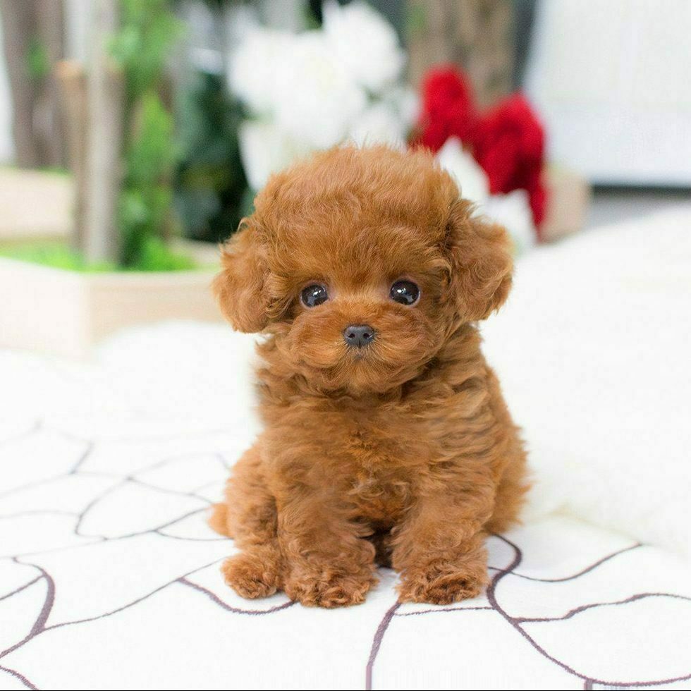 Cavalier King Charles Spaniel
