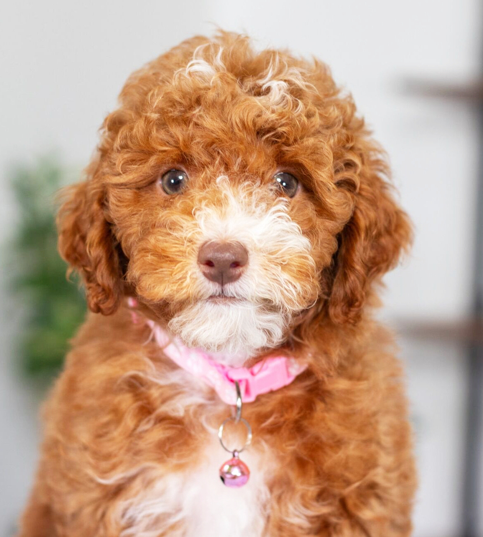 Cavalier King Charles Spaniel